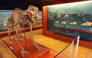 Ursus ladinicus Wikipedia