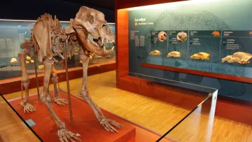 Ursus ladinicus Wikipedia